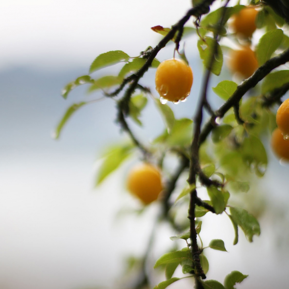 gallery-deluxe-doppelzimmer-bergblick-naturdetail
